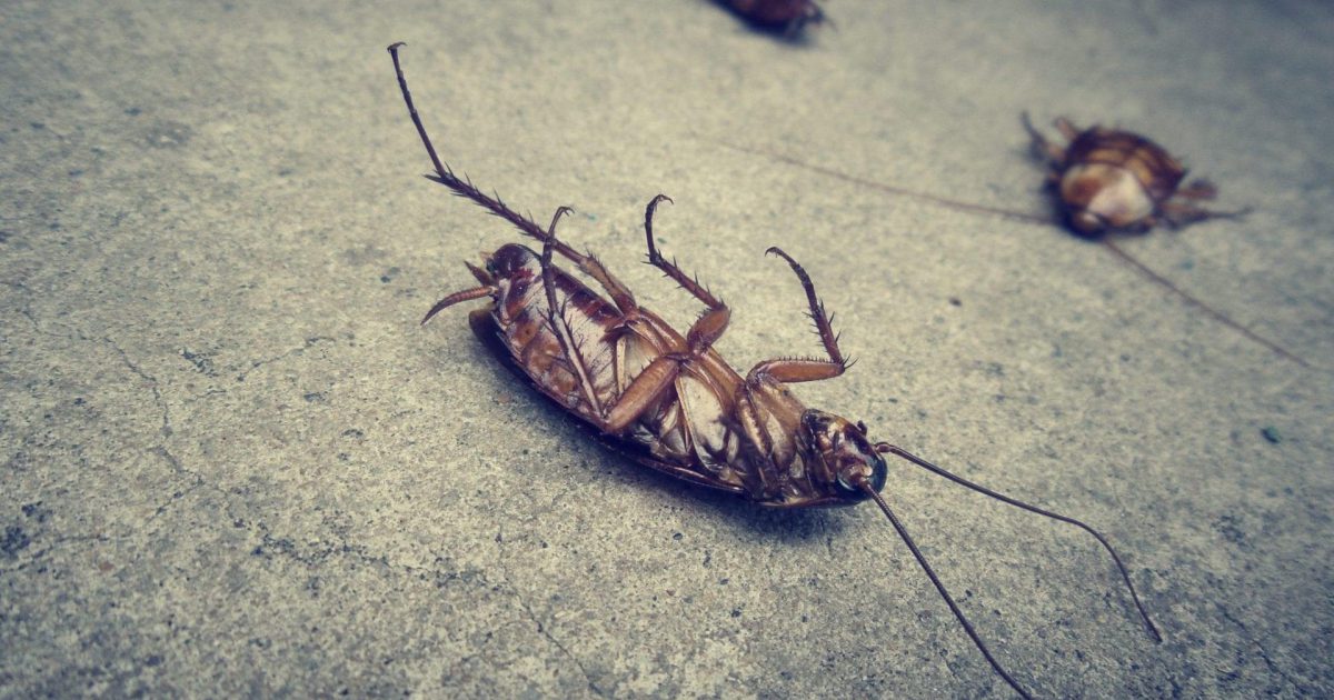 Cockroach Pest Control South Auckland | Get Rid of Cockroaches